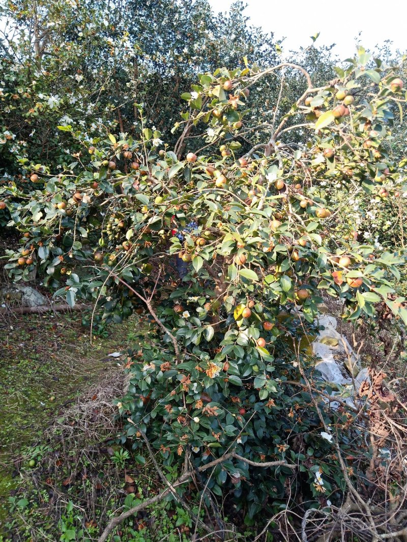 出销大量油茶