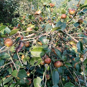 出销大量油茶