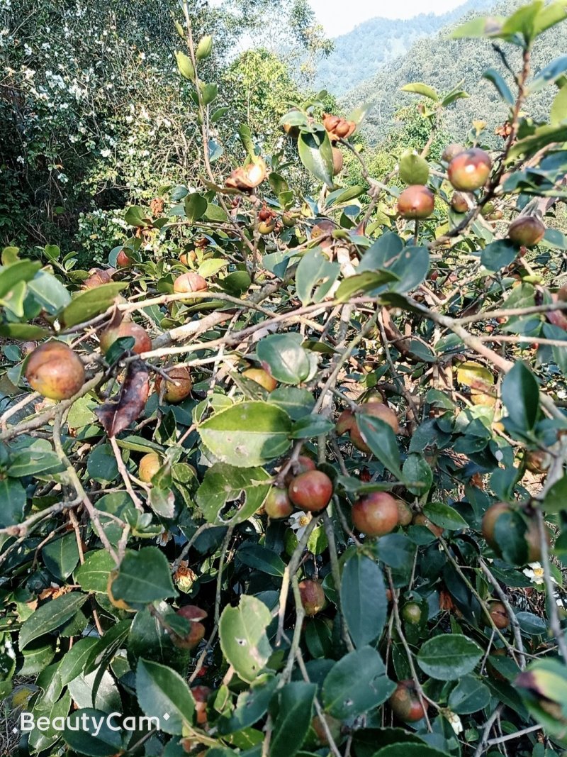 出销大量油茶