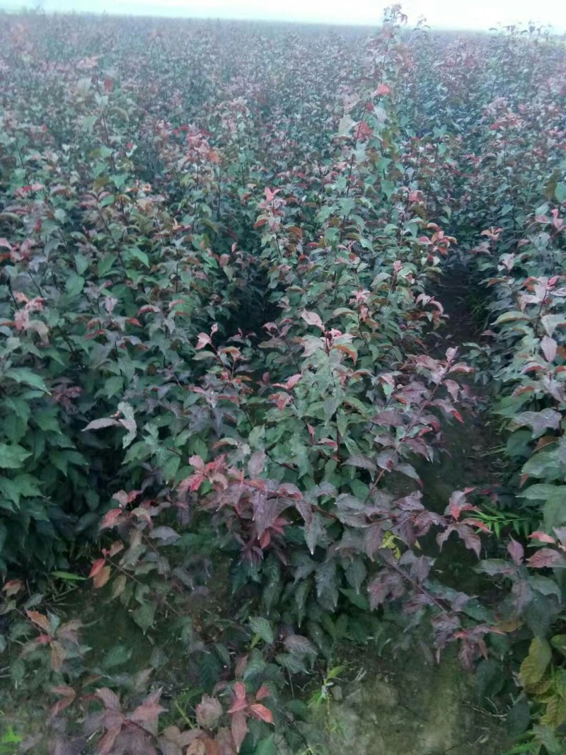 花卉果桃苗
