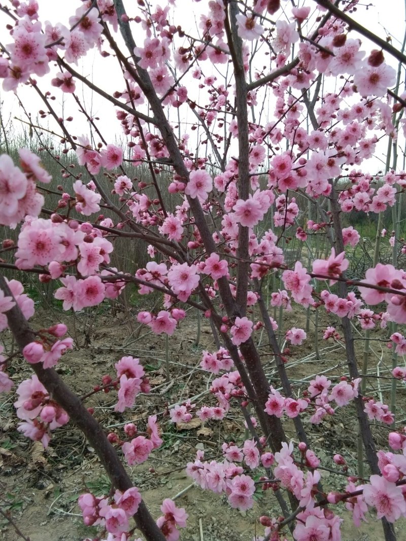 花卉果桃苗