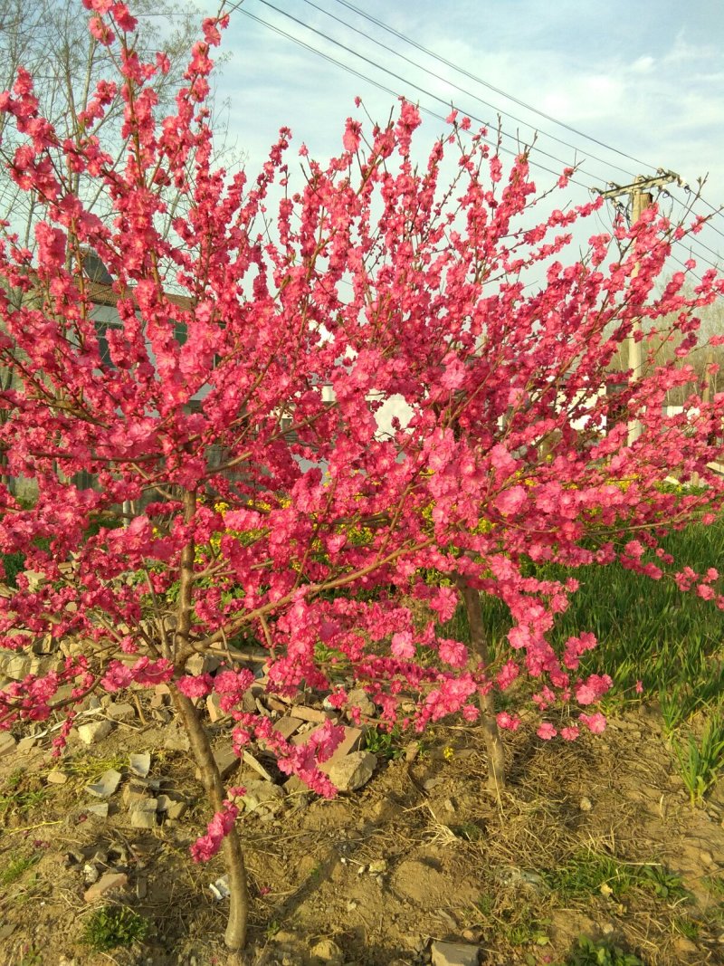 花卉果桃苗