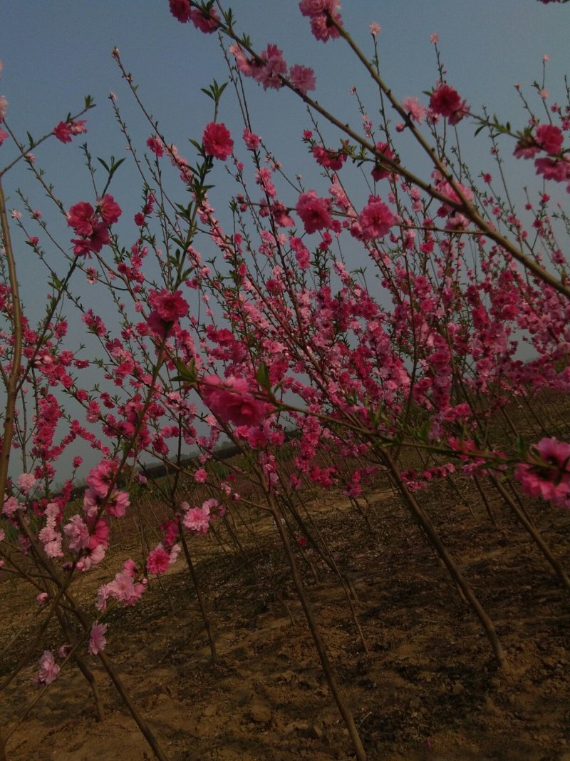 花卉果桃苗