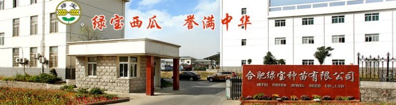绿宝花虎高产抗病杂交西瓜种子华赣花虎大果红瓤耐重茬抗枯萎