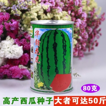 绿宝花虎高产抗病杂交西瓜种子华赣花虎大果红瓤耐重茬抗枯萎