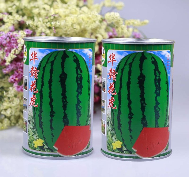 绿宝花虎高产抗病杂交西瓜种子华赣花虎大果红瓤耐重茬抗枯萎