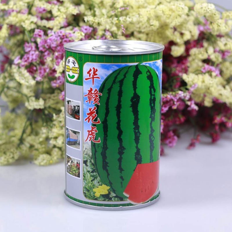 绿宝花虎高产抗病杂交西瓜种子华赣花虎大果红瓤耐重茬抗枯萎