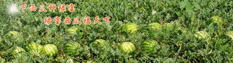 绿宝花虎高产抗病杂交西瓜种子华赣花虎大果红瓤耐重茬抗枯萎