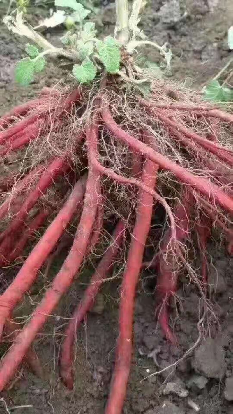丹参棉丹参条无硫丹参产地直销