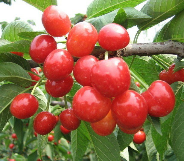 红灯樱桃花期授粉现场