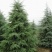 雪松塔松3-6米有货一手货源南北方适应成活高