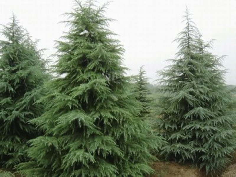 雪松塔松3-6米有货一手货源南北方适应成活高