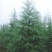 雪松塔松3-6米有货一手货源南北方适应成活高