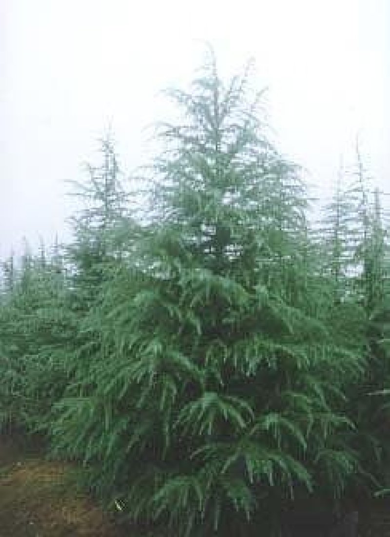 雪松塔松3-6米有货一手货源南北方适应成活高