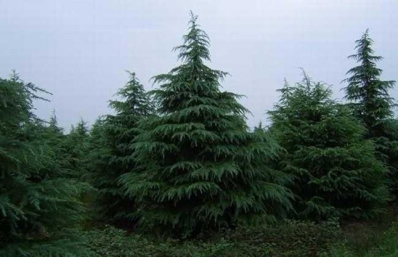 雪松塔松3-6米有货一手货源南北方适应成活高