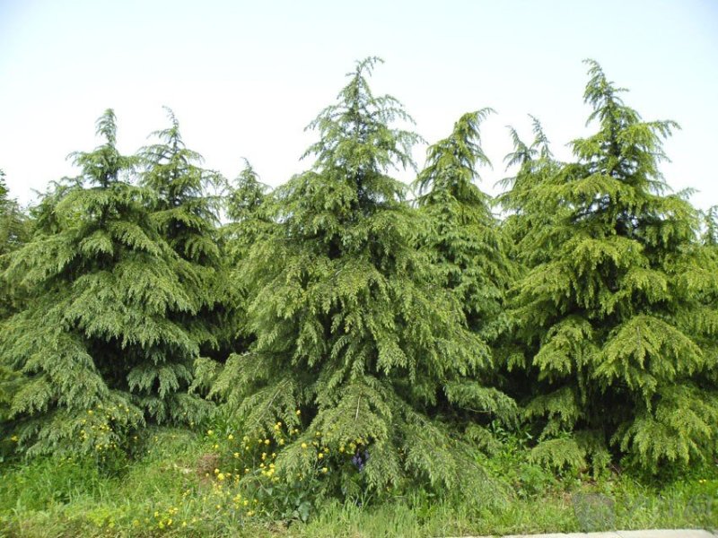 雪松塔松3-6米有货一手货源南北方适应成活高