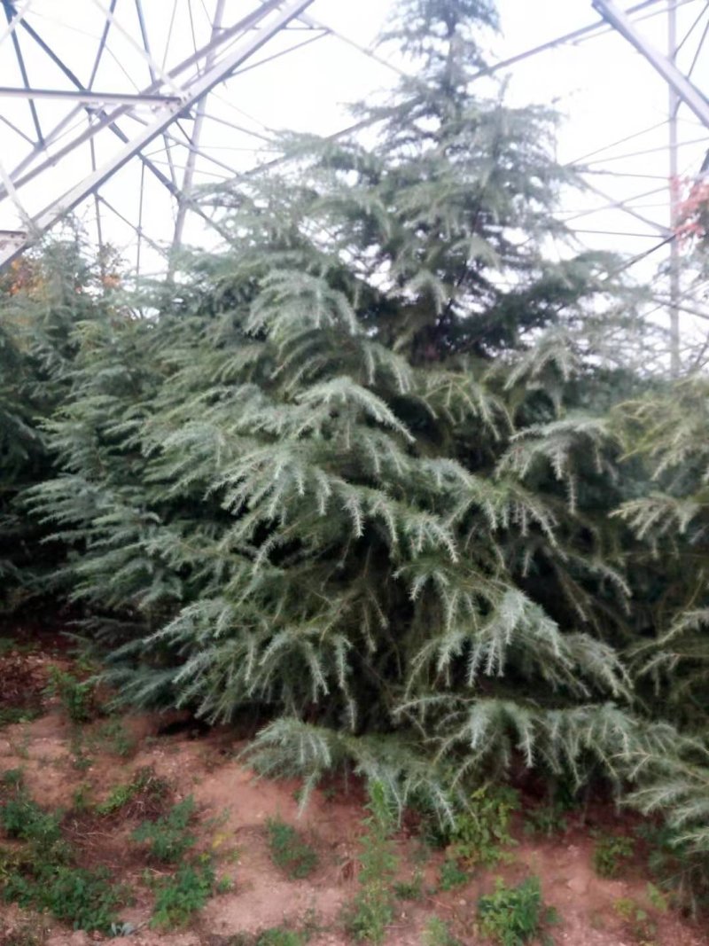 雪松塔松3-6米有货一手货源南北方适应成活高