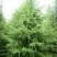 雪松塔松3-6米有货一手货源南北方适应成活高