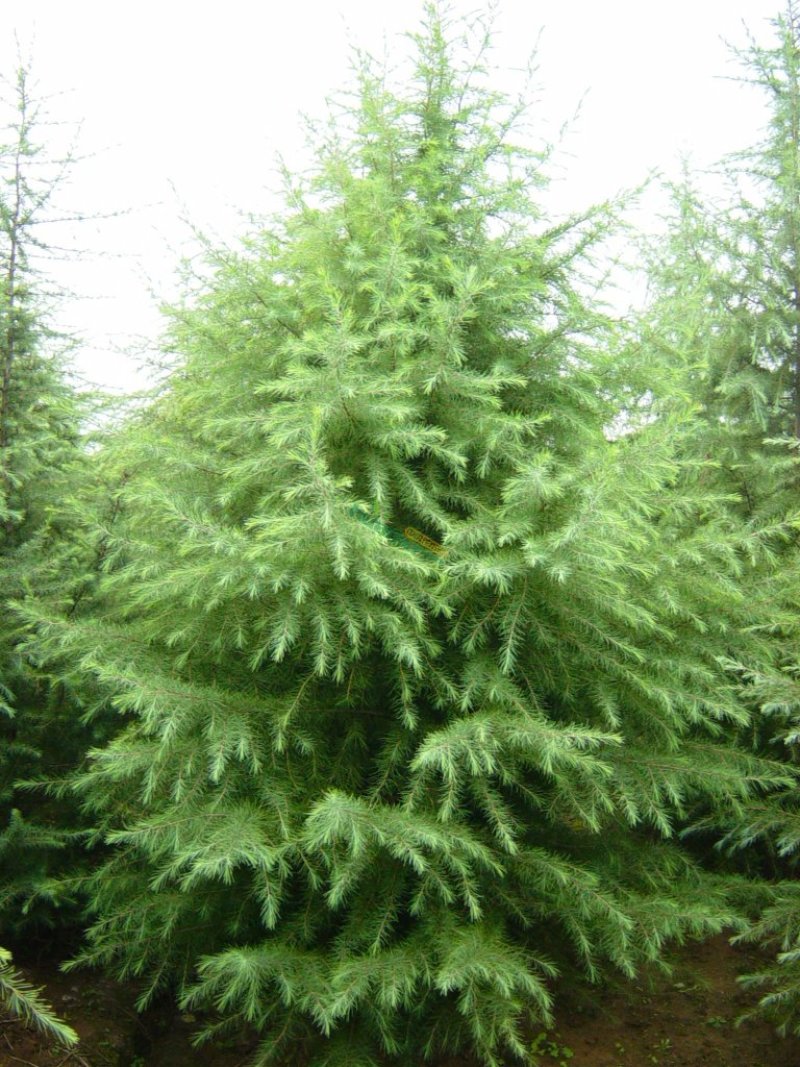 雪松塔松3-6米有货一手货源南北方适应成活高