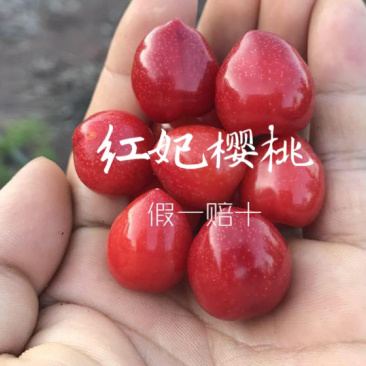 红妃樱桃苗正宗浙江南方樱桃树苗假一赔十对版包活