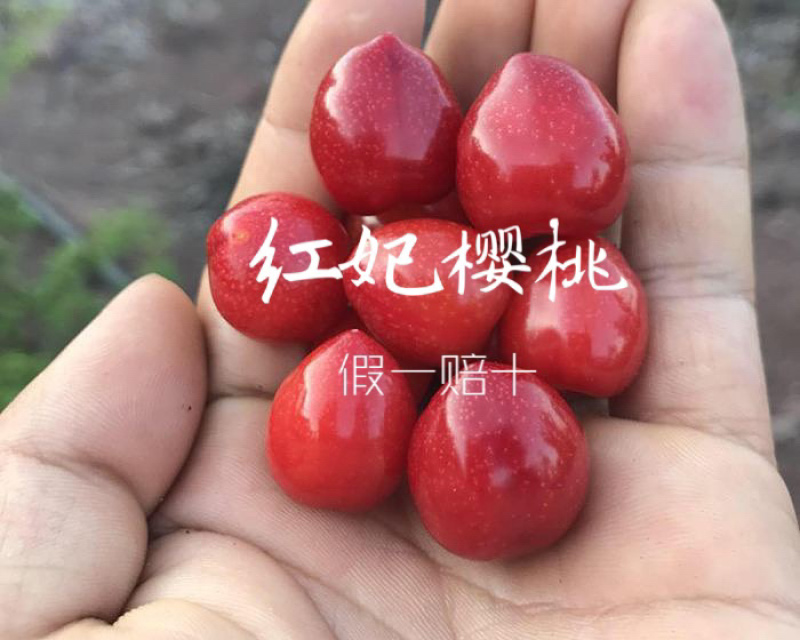 红妃樱桃苗正宗浙江南方樱桃树苗假一赔十对版包活