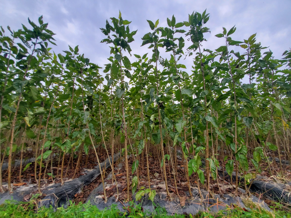 贵妃红桃智能化分选加工现场:体现其标准化生产基础与科技赋能水平,用于技术推广与投资招商展示 贵妃红桃现代化分选线工作场景:全自动光学分选设备正在对传送带上的果实进行糖度、着色度、瑕疵三维扫描,操作员佩戴蓝色工帽监控屏幕数据,背景可见冷链打包区