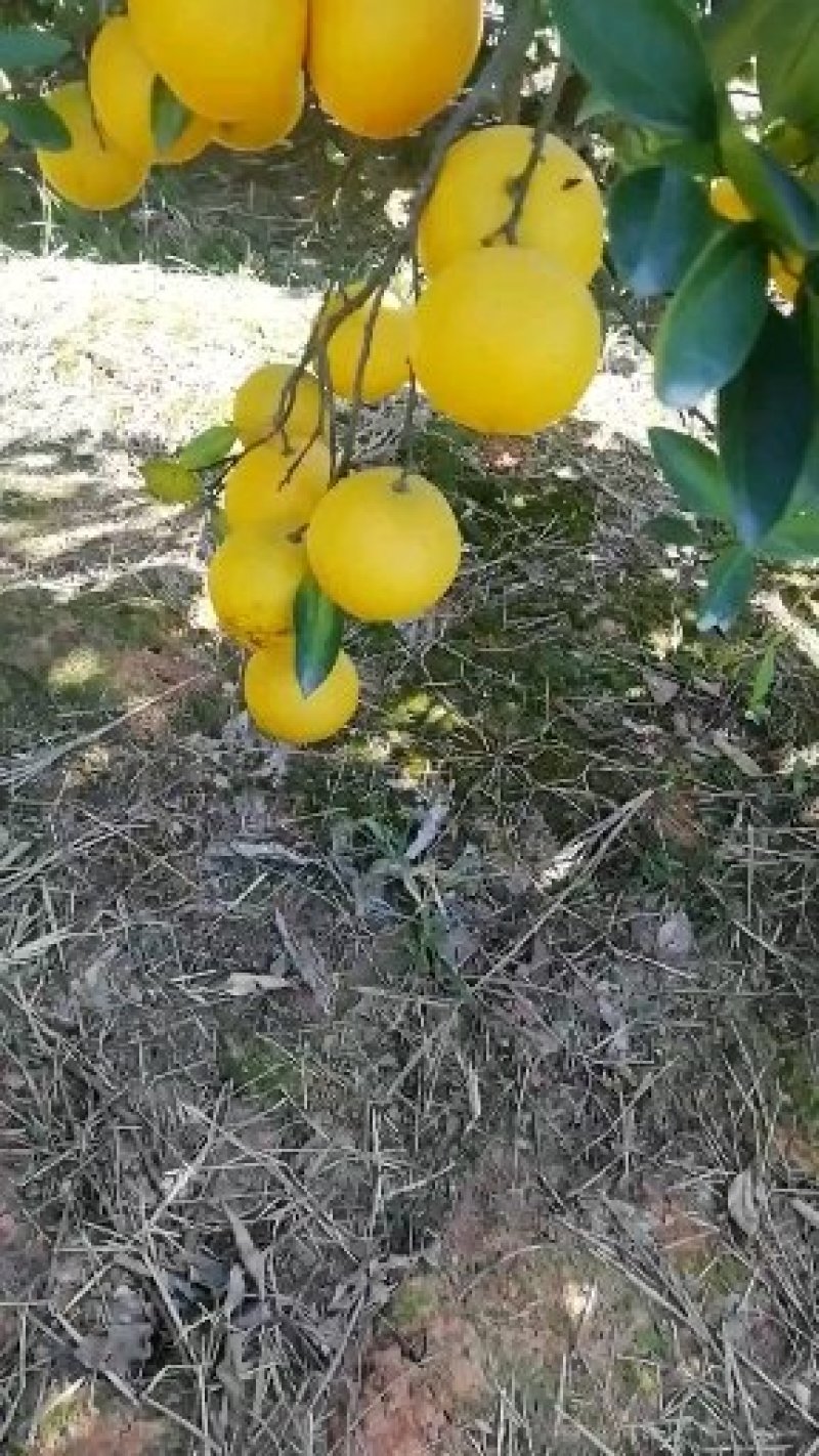 橙子苗早熟脐橙苗～赣南早，秭归早/八月中秋前后成熟上市