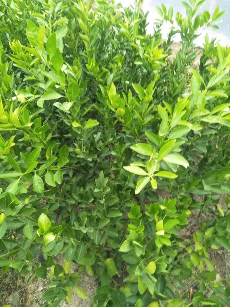 橙子苗早熟脐橙苗～赣南早，秭归早/八月中秋前后成熟上市