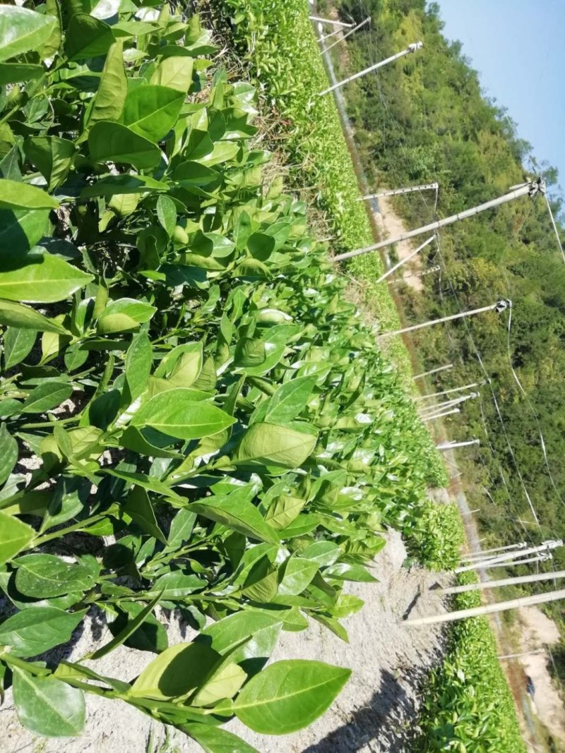 橙子苗早熟脐橙苗～赣南早，秭归早/八月中秋前后成熟上市
