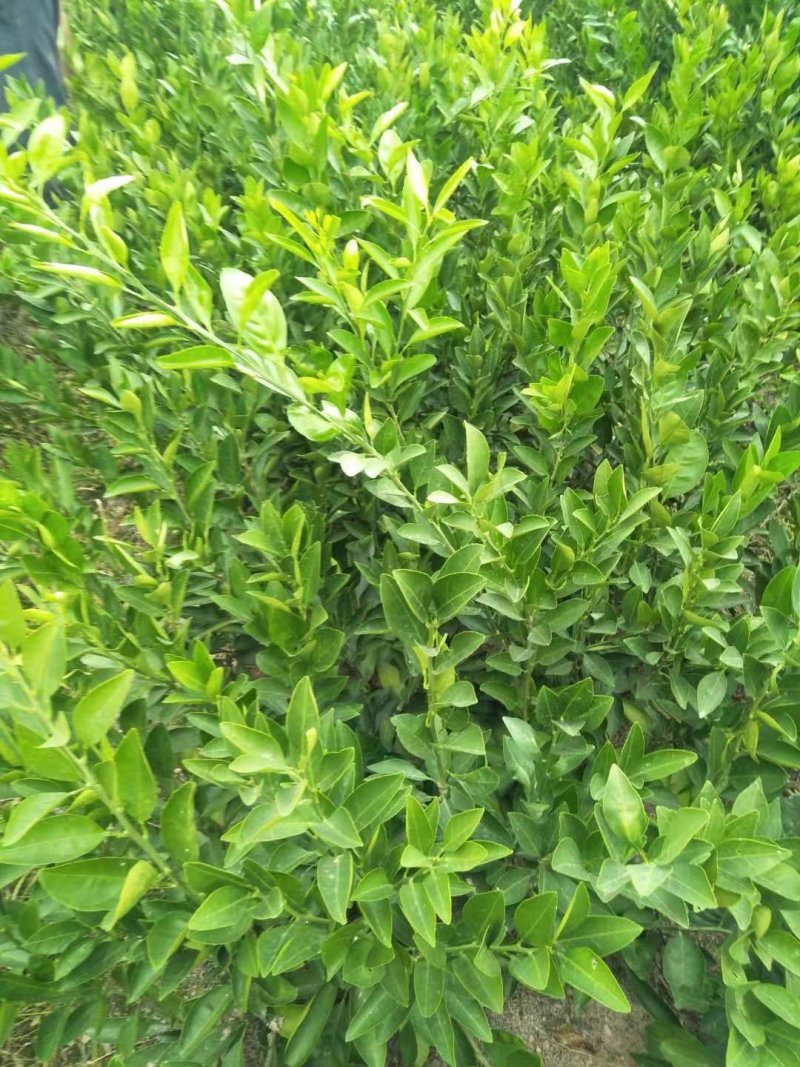 橙子苗早熟脐橙苗～赣南早，秭归早/八月中秋前后成熟上市