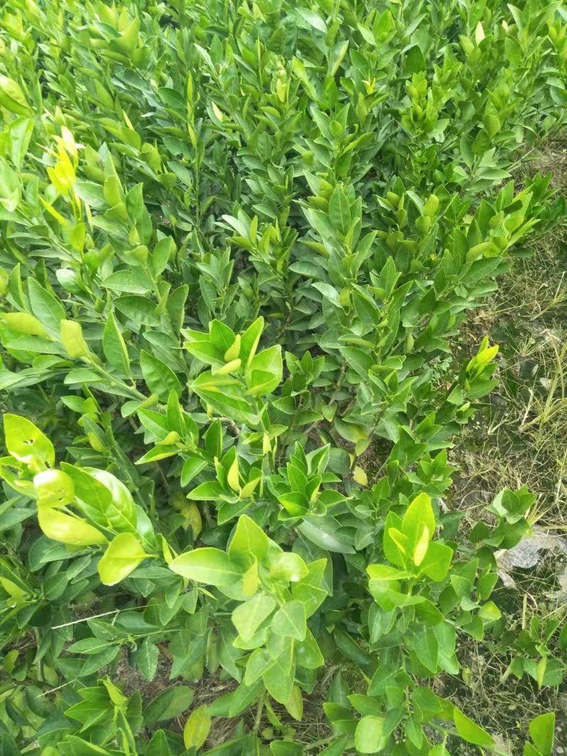 橙子苗早熟脐橙苗～赣南早，秭归早/八月中秋前后成熟上市