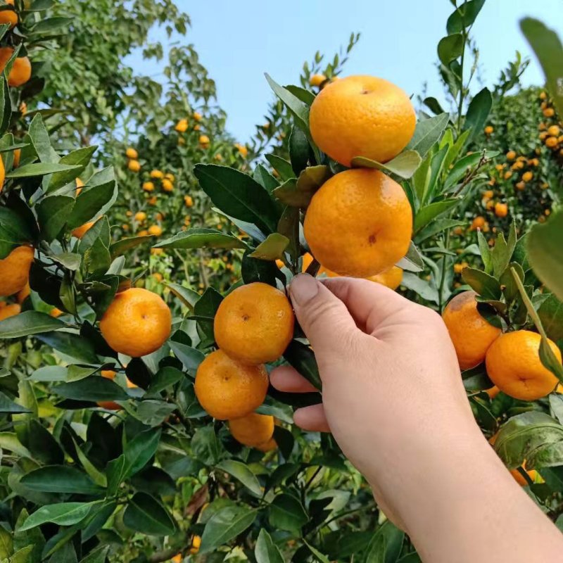 广西桂林永福南丰密桶，，，，1.2剪一斤一市斤