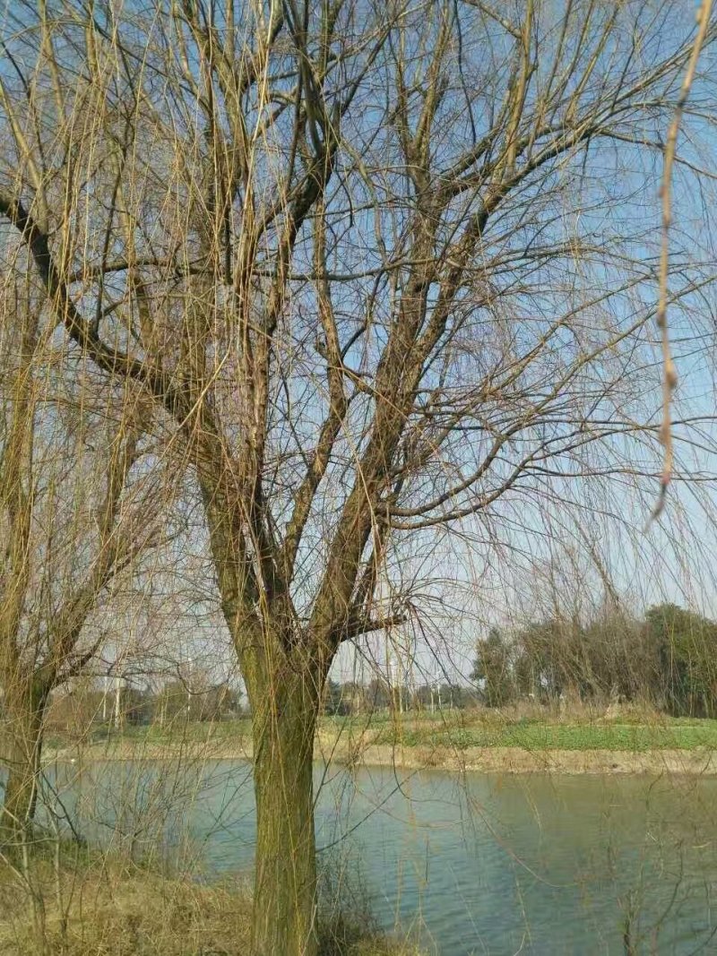 垂柳（农艺苗木）