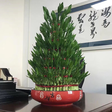 塔竹节节高开运竹带根水培植物