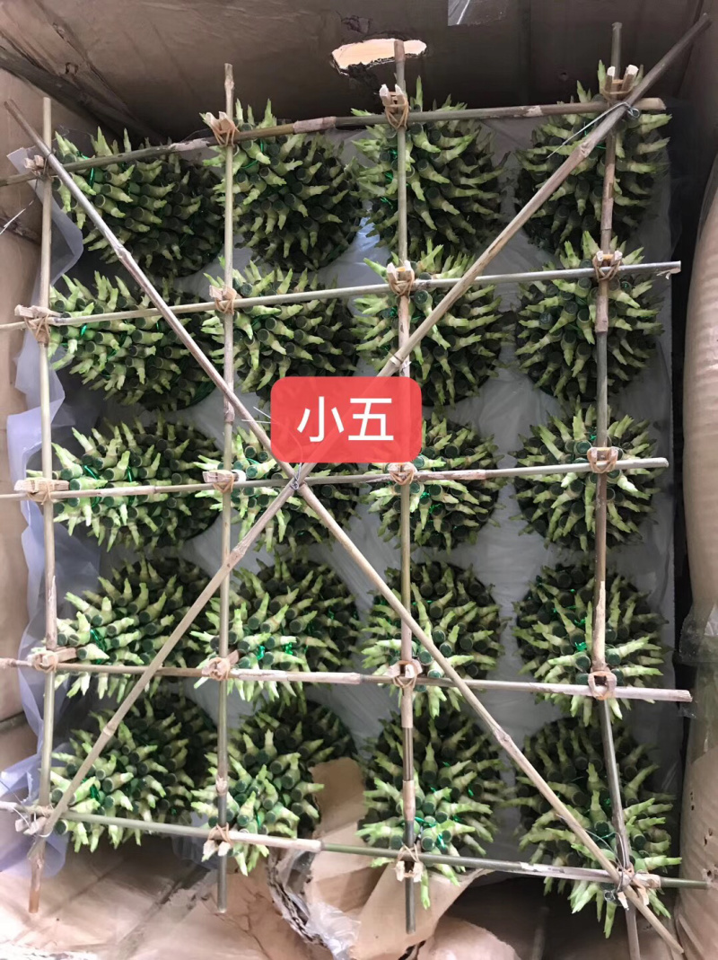 塔竹节节高开运竹带根水培植物