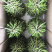 塔竹节节高开运竹带根水培植物