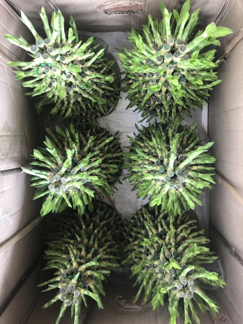 塔竹节节高开运竹带根水培植物