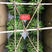 塔竹节节高开运竹带根水培植物
