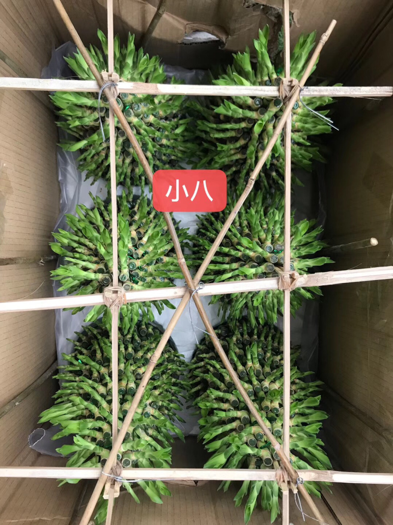 塔竹节节高开运竹带根水培植物
