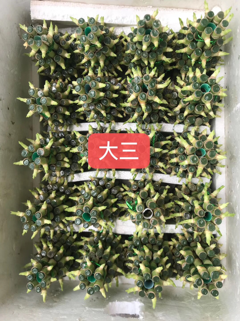 塔竹节节高开运竹带根水培植物