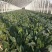 皇家墨绿进口菠菜种籽春秋越冬黑圆叶耐寒菠菜籽10斤