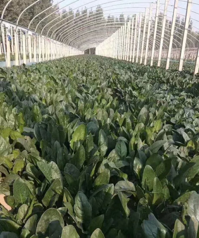 皇家墨绿进口菠菜种籽春秋越冬黑圆叶耐寒菠菜籽10斤