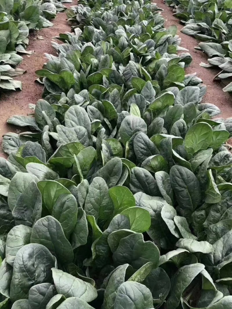 皇家墨绿进口菠菜种籽春秋越冬黑圆叶耐寒菠菜籽10斤