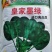 皇家墨绿进口菠菜种籽春秋越冬黑圆叶耐寒菠菜籽10斤