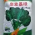 皇家墨绿进口菠菜种籽春秋越冬黑圆叶耐寒菠菜籽10斤