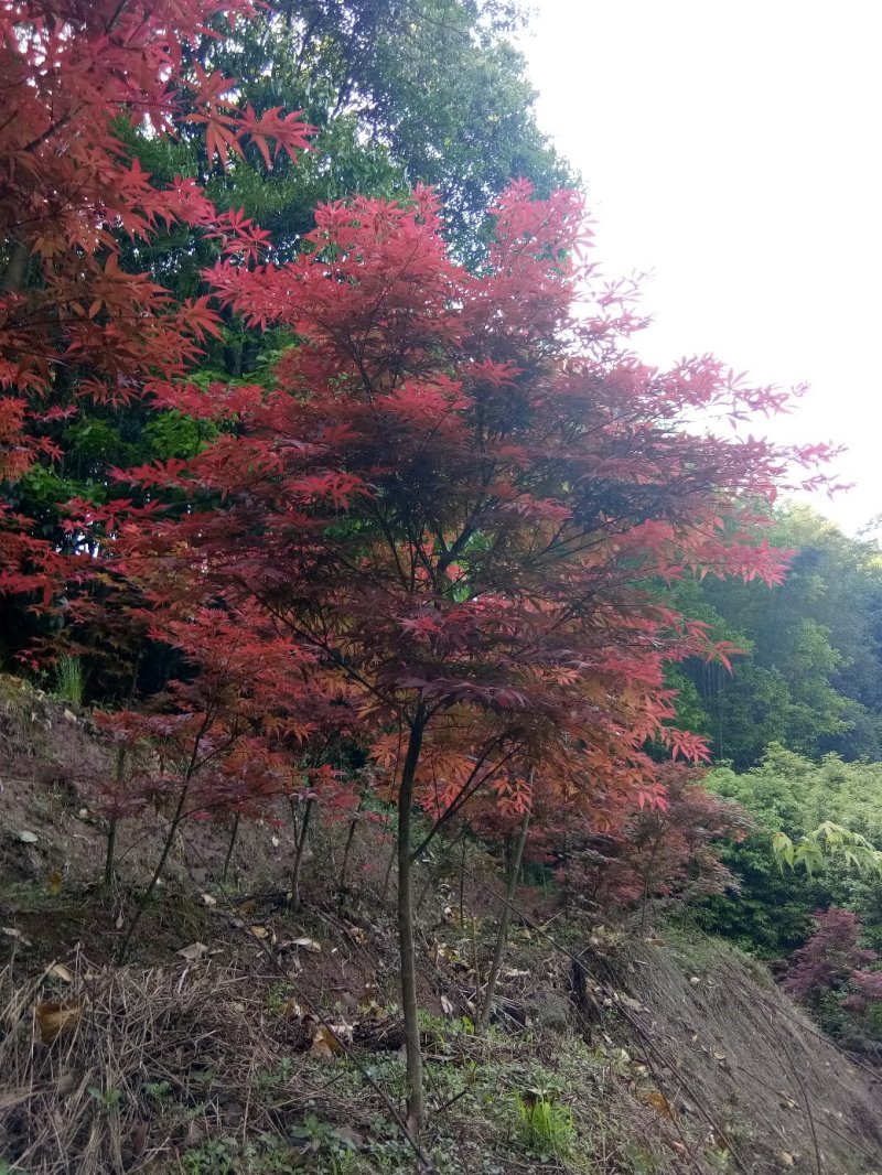 精品日本红枫1公分到5公分