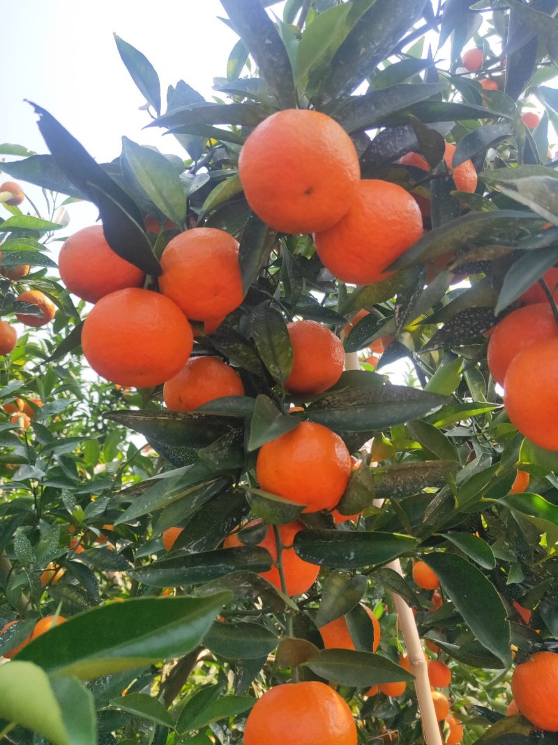 东方红，红美人