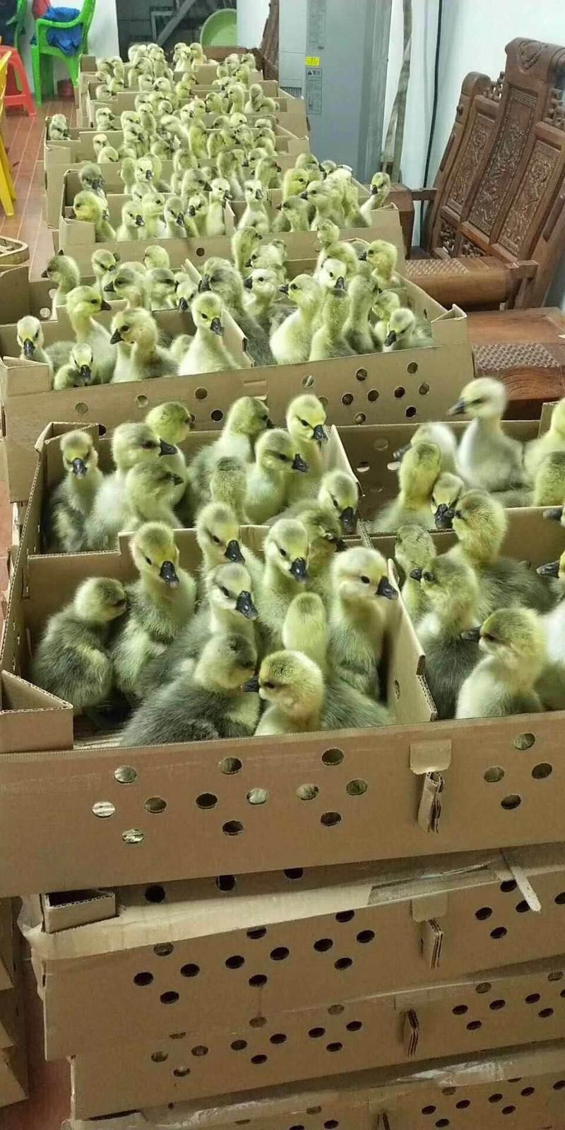 广西合浦孵化场批发大种鹅苗