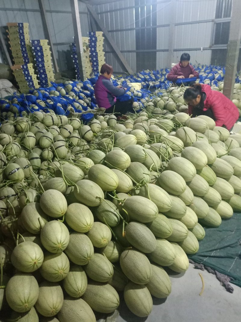 山东耀珑晓蜜25哈蜜瓜，诚信代收，种植面积大，大量上市，