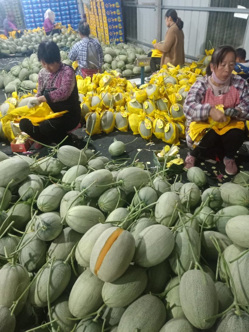山东耀珑晓蜜25哈蜜瓜，诚信代收，种植面积大，大量上市，